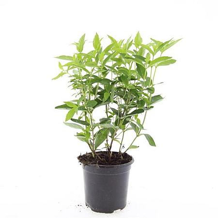 Diervilla sessilif. 'Butterfly' Pot 1,5 liter