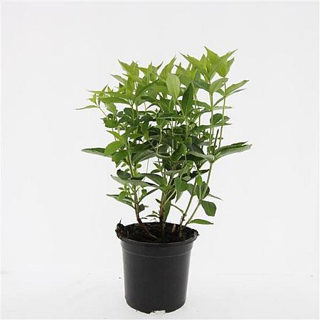 Diervilla sessilif. 'Butterfly' Pot 1,5 liter