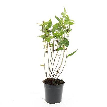 Diervilla sessilif. 'Butterfly' Pot 1,5 liter