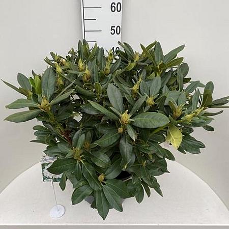 Rhododendron 'Cunningham's White' Pot 20 Liter 60 - 80 cm