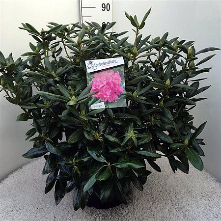 Rhododendron 'Roseum Elegans' Pot 20 Liter