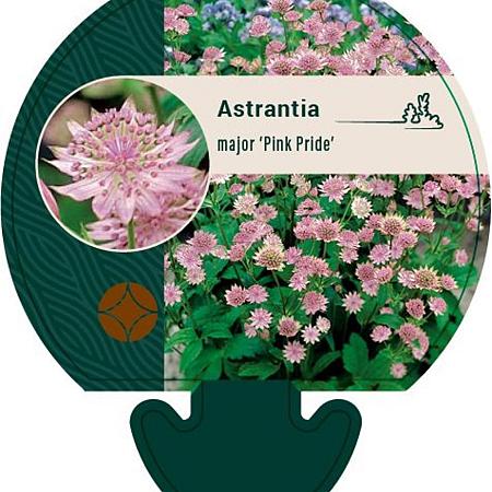 Astrantia maj. 'Pink Pride' Pot 9 cm