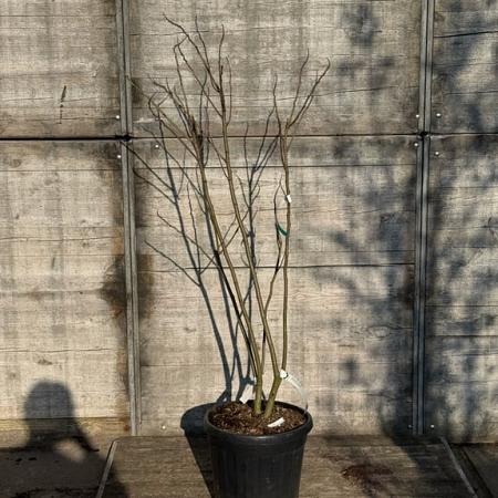 Albizia julibr. Ombrella Pot 30 Liter 125 - 150 cm