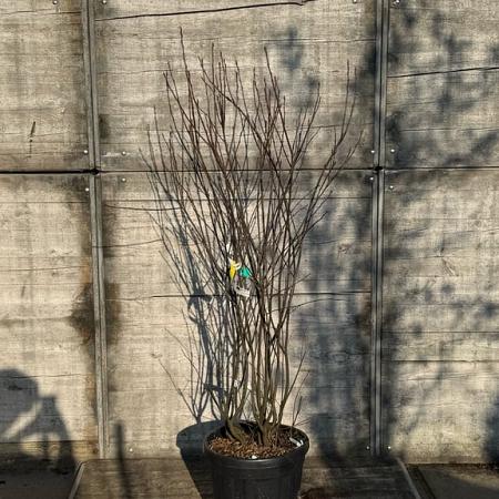 Amelanchier lamarckii Pot 30 Liter 125 - 150 cm