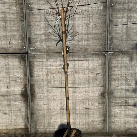 Catalpa bignonioides 'Nana' Pot 20 Liter stam 150 cm