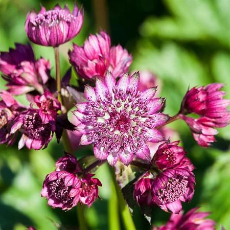 Astrantia maj. 'Ruby Cloud' Pot 9 cm