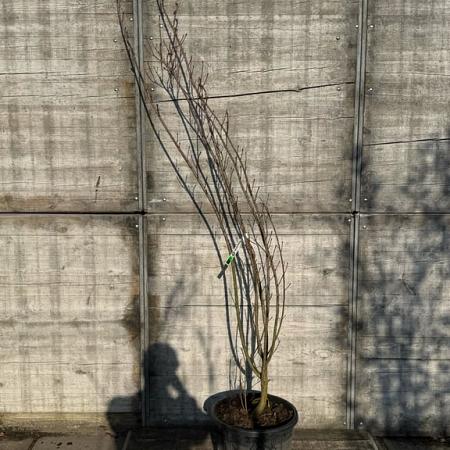 Cotinus cog. 'Royal Purple' Pot 35 Liter 150 - 175 cm