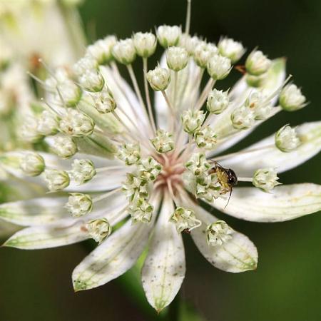 Astrantia maj. 'Snow Star' Pot 9 cm