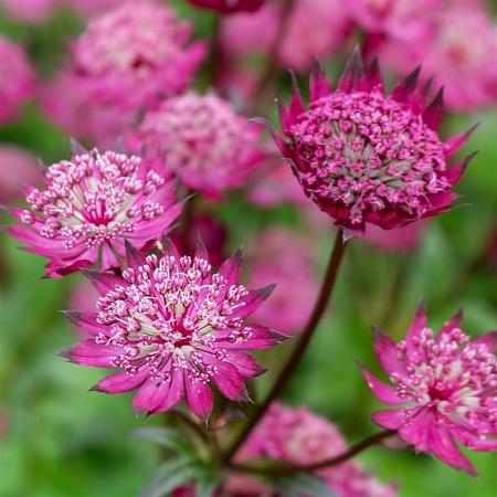 Astrantia maj. 'Star of Beauty' Pot 9 cm