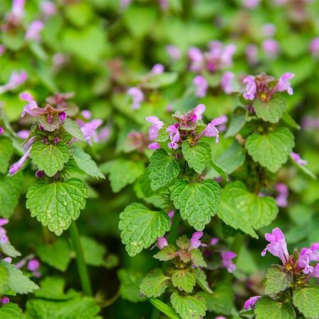 Lamium mac. 'Roseum' Pot 9 cm