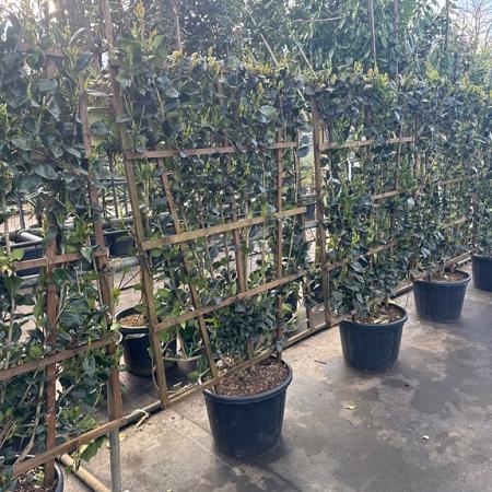 Ligustrum j. 'Texanum' Scherm 110x160 (BxH)