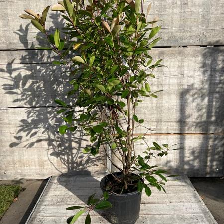 Photinia fraseri 'Red Robin' Pot 18 liter 125 - 150 cm
