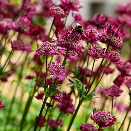 Astrantia 'Moulin Rouge' Pot 9 cm