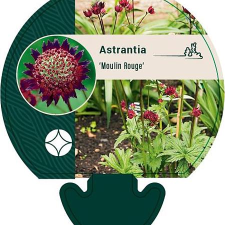 Astrantia 'Moulin Rouge' Pot 9 cm