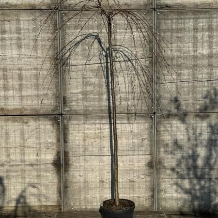 Prunus pendula 'Pendula Rosea' Hoogstam (Stamomtrek 10-12 cm)