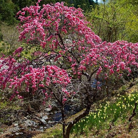 Prunus persica Pot 90 Liter Halfstam (Stamomtrek 16-18 cm)