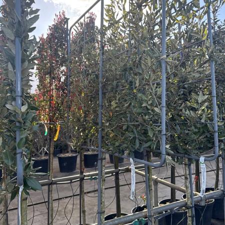 Quercus ilex Stam 120 cm Leivorm 120x100 (BxH)  ijzer frame