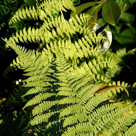 Athyrium f.-f. 'Lady in Red' Pot 9 cm