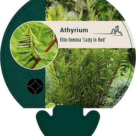 Athyrium f.-f. 'Lady in Red' Pot 9 cm