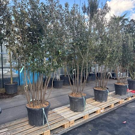 Quercus ilex Pot 70 Liter 200 - 250 cm Meerstammig