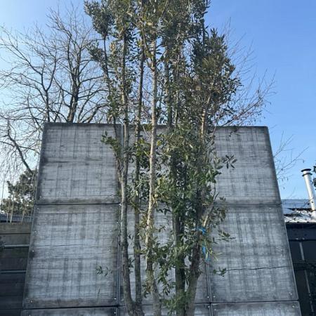 Quercus ilex Pot 230 Liter 350 - 400 cm Meerstammig