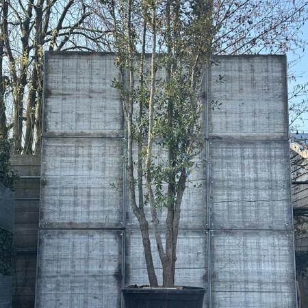 Quercus ilex Pot 230 Liter 350 - 400 cm Meerstammig