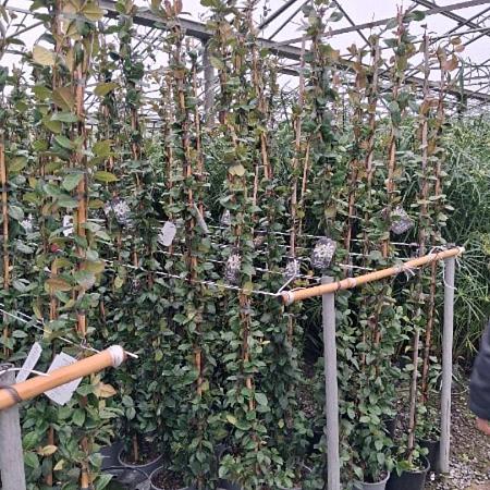 Trachelospermum jasminoides Pot 5 liter 200 - 225 cm