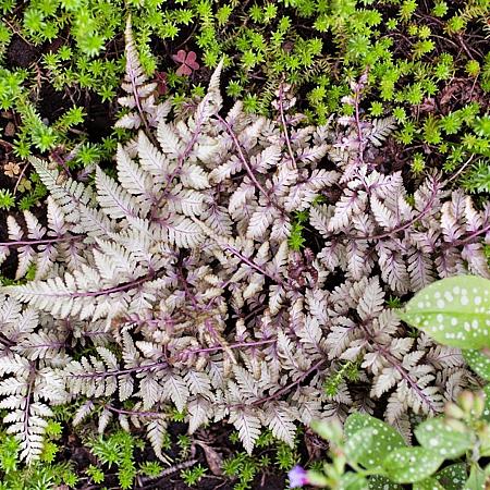 Athyrium niponicum 'Burgundy Lace' Pot 9 cm