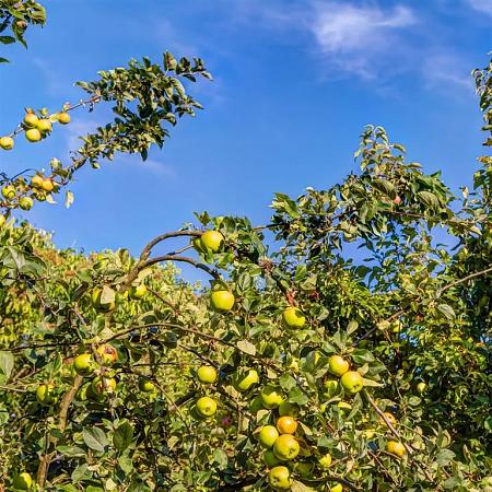 Malus d. 'Golden Delicious' Pot 15 liter Laagstam