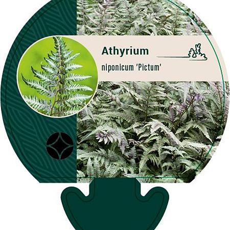 Athyrium niponicum pictum Pot 9 cm