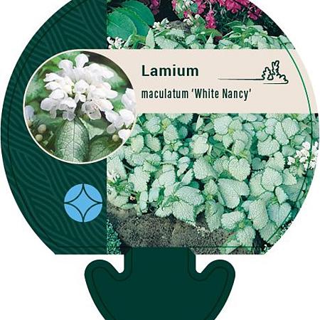 Lamium mac. 'White Nancy' Pot 9 cm