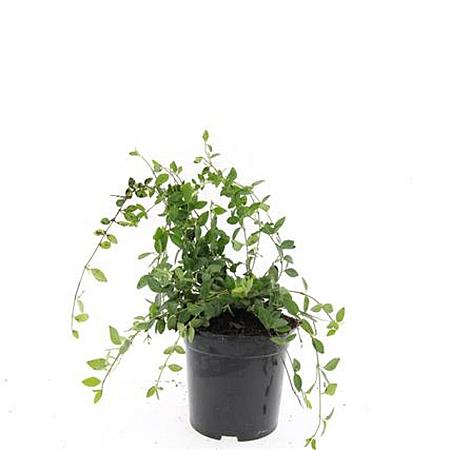 Vinca minor 'Atropurpurea' Pot 1,5 liter