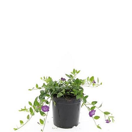 Vinca minor 'Atropurpurea' Pot 1,5 liter