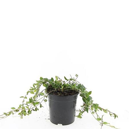 Vinca minor 'Atropurpurea' Pot 1,5 liter