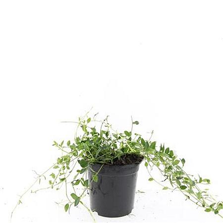 Vinca minor 'Gertrude Jekyll' Pot 1,5 liter