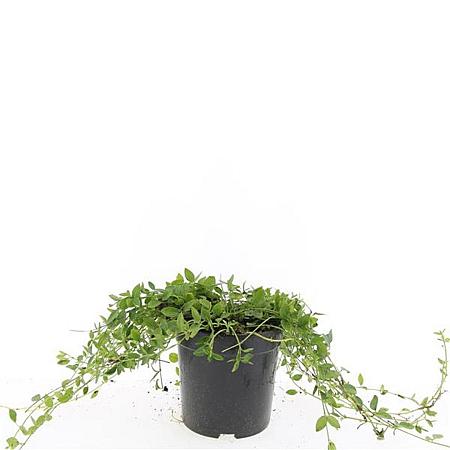 Vinca minor 'Gertrude Jekyll' Pot 1,5 liter