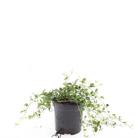 Vinca minor 'Gertrude Jekyll' Pot 1,5 liter