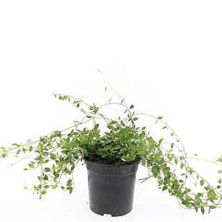 Vinca minor 'Gertrude Jekyll' Pot 1,5 liter