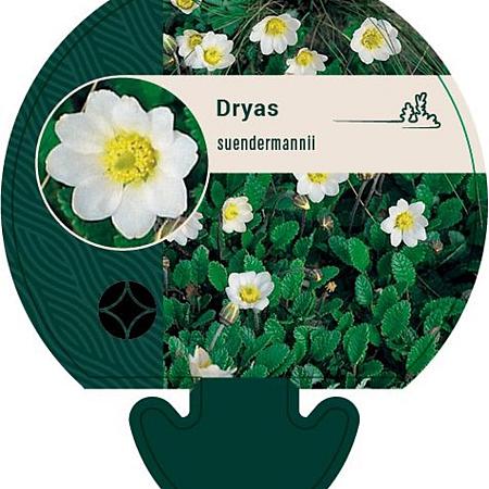 Dryas suendermannii Pot 9 cm