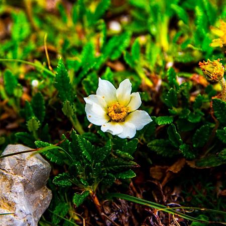 Dryas suendermannii Pot 9 cm
