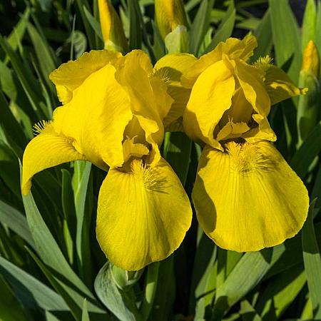 Iris (G) 'Ola Kala' Pot 9 cm
