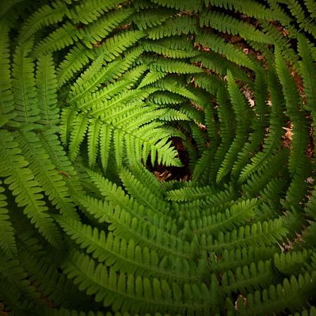 Athyrium vidalii Pot 9 cm