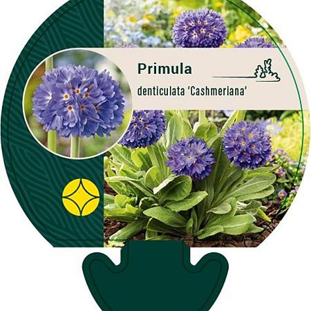 Primula dent. 'Cashmeriana' Pot 9 cm