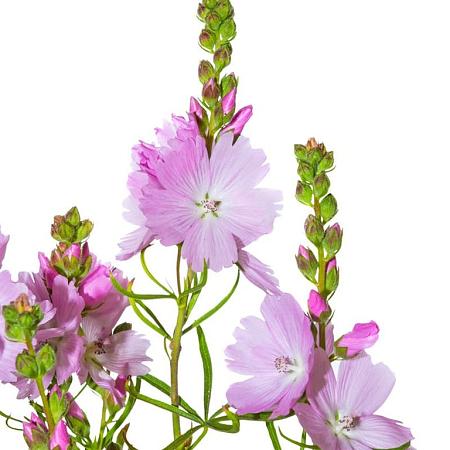 Sidalcea 'Elsie Heugh' Pot 9 cm
