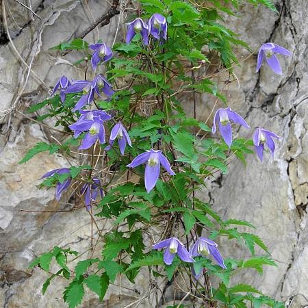 Clematis alpina Pot 2 Liter