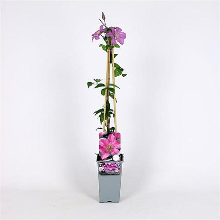 Clematis 'Comtesse de Bouchaud' Pot 2 Liter