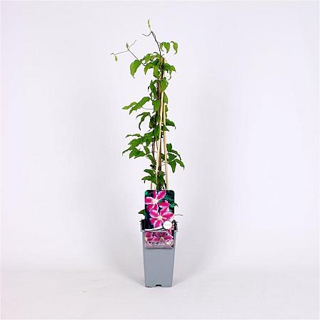 Clematis 'Dr Ruppel' Pot 2 Liter