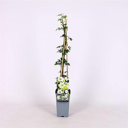 Clematis 'Early Sensation' Pot 2 Liter