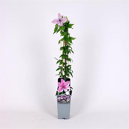 Clematis 'Hagley Hybrid' Pot 2 Liter