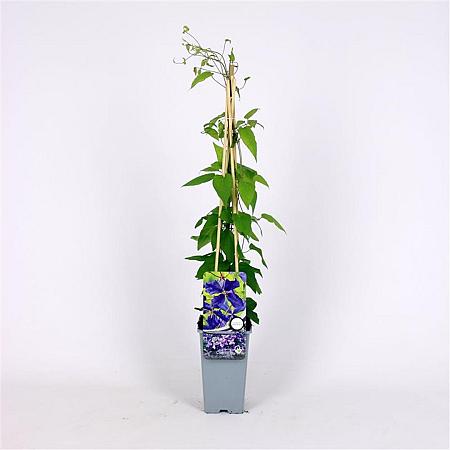 Clematis 'Jackmanii' Pot 2 Liter